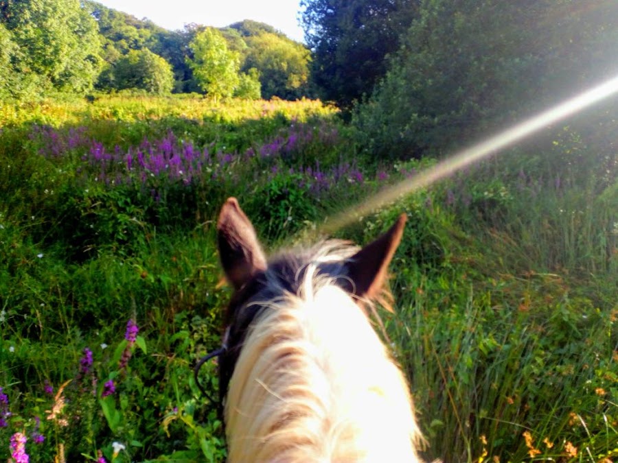 Greenway Equestrian, Cullenagh Stables