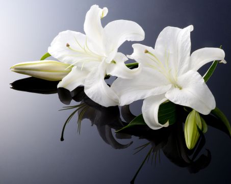 Hyland Funeral Directors