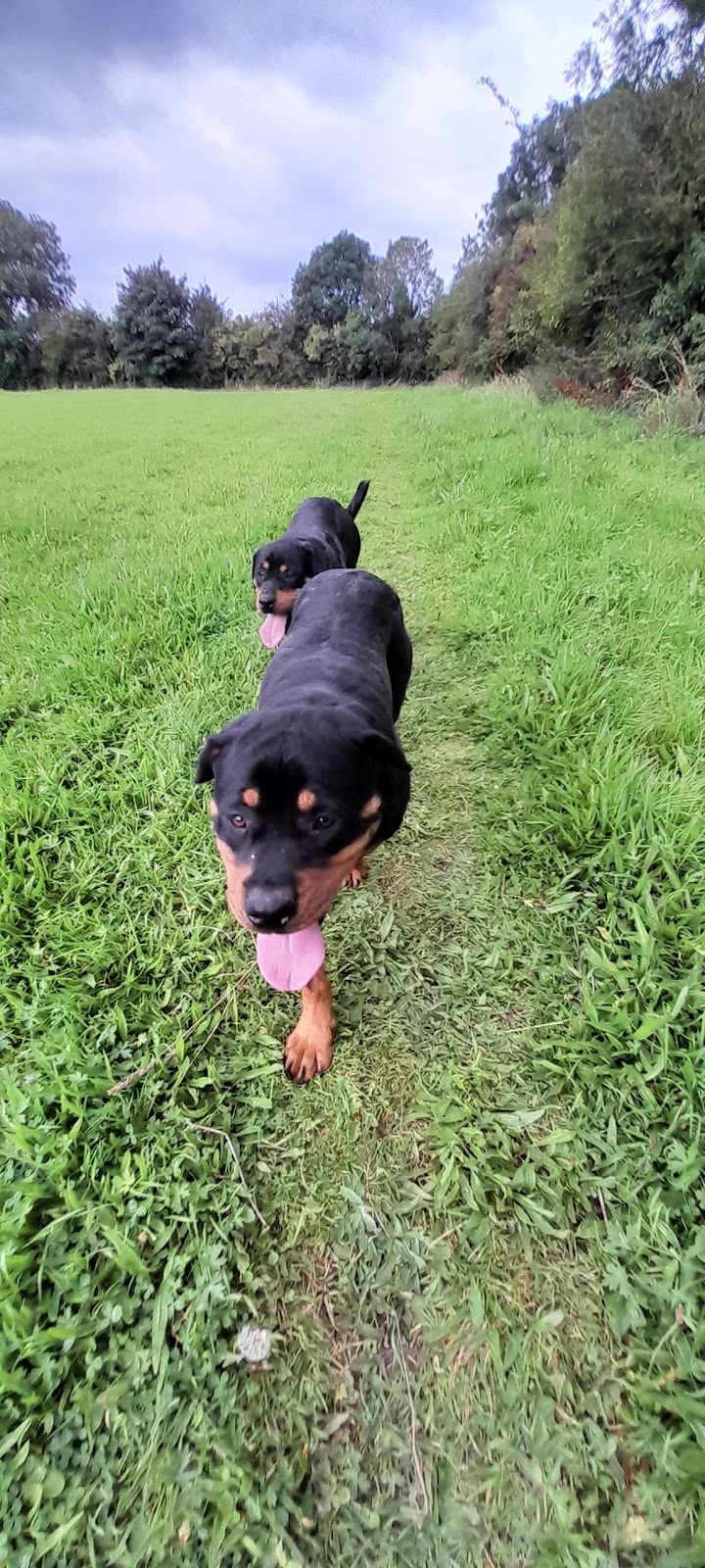 Kildare Animal Foundation