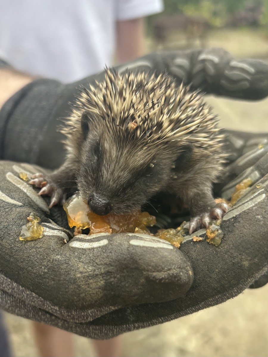 Kildare Wildlife Rescue