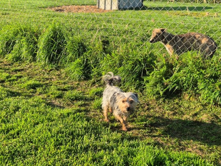 Lacken Road Boarding Kennels and Cattery