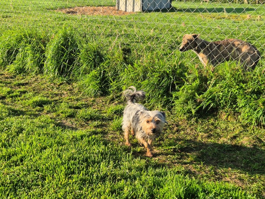 Lacken Road Boarding Kennels and Cattery