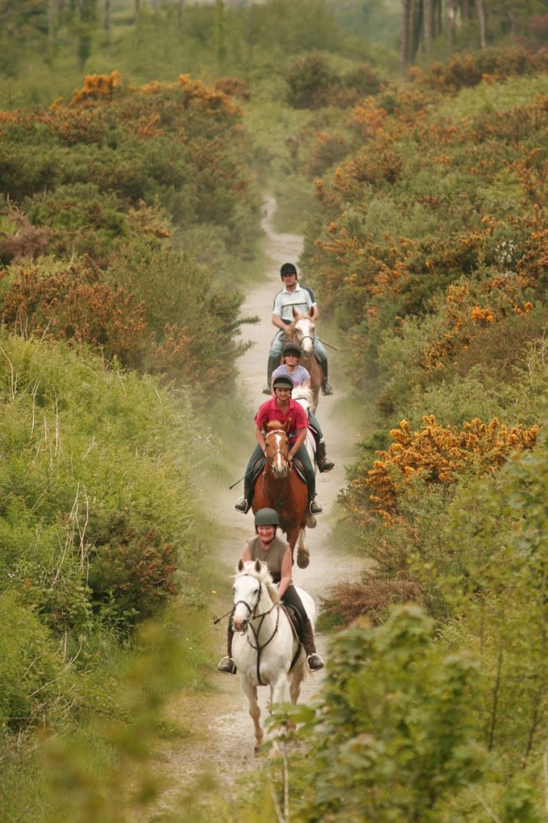 Lake Tour Stables