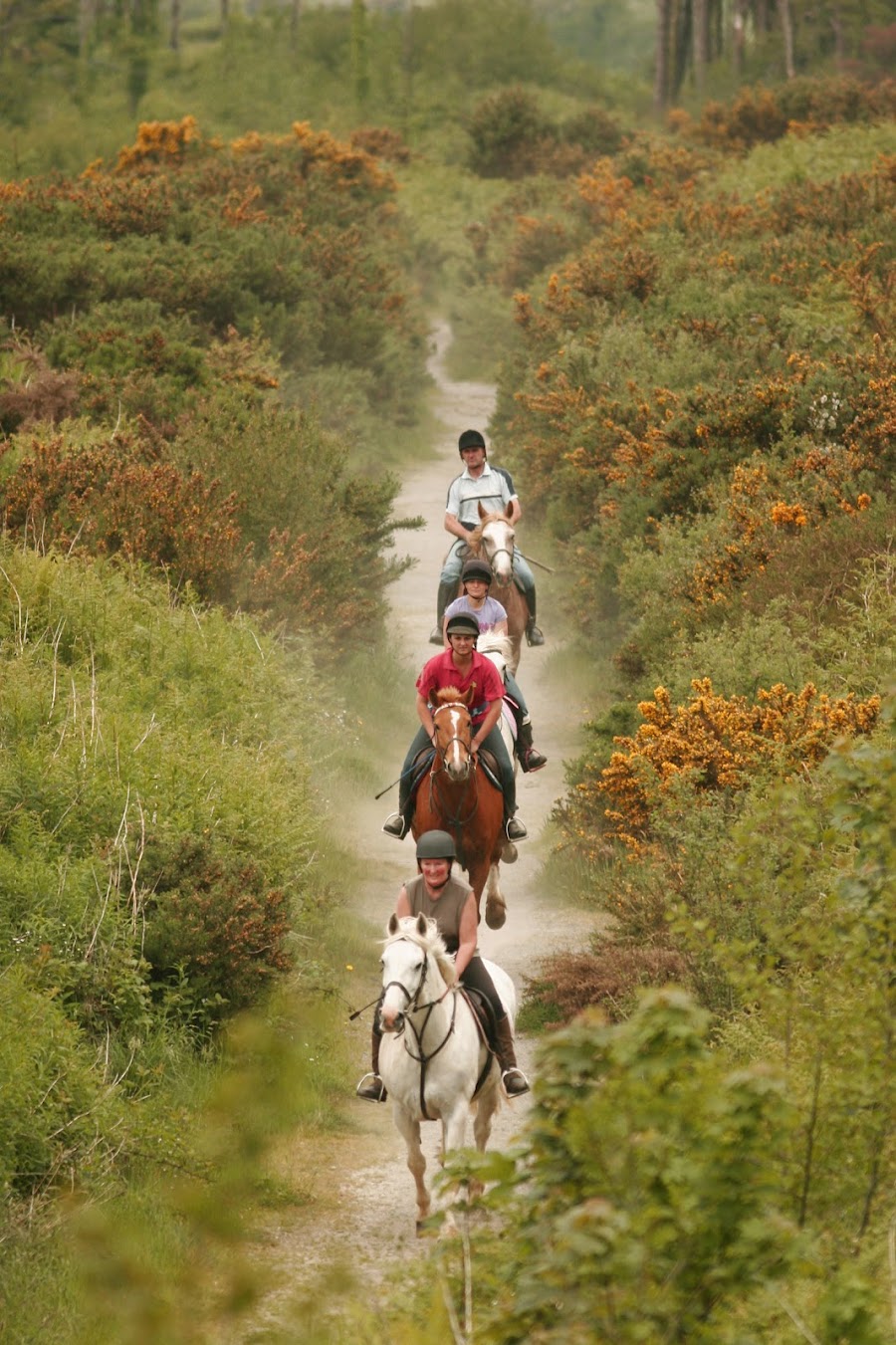 Lake Tour Stables