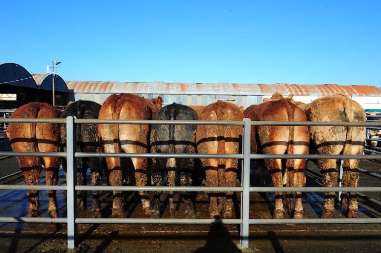 Leinster Co-Operative Marts