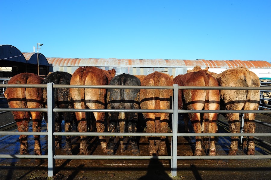 Leinster Co-Operative Marts