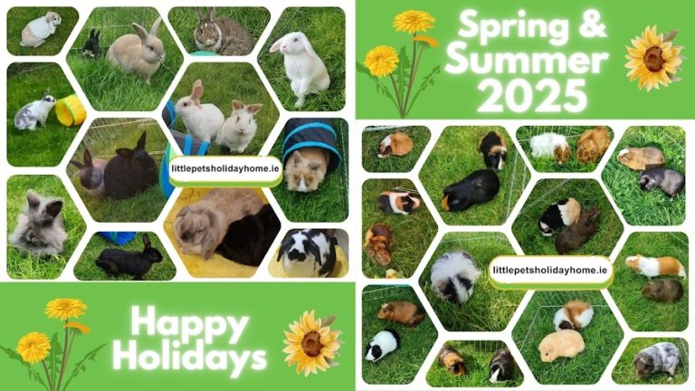 Little Pets Holiday Home Small Animal Boarding