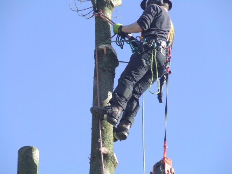 Lucas Tree Services Leinster
