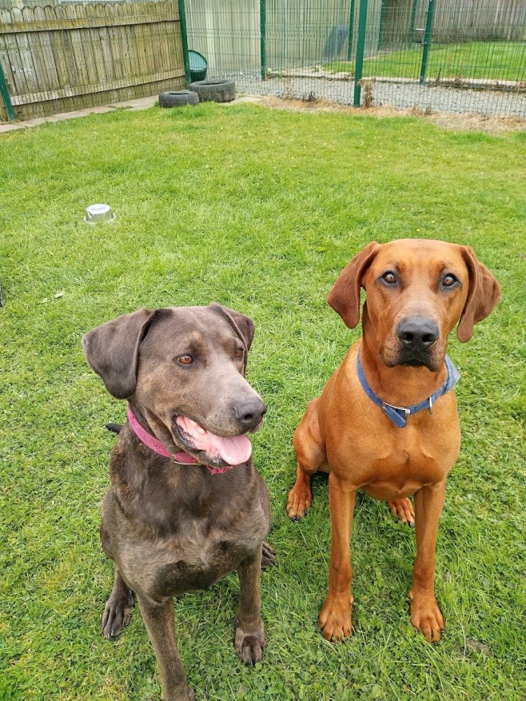 Meath Dog Pound