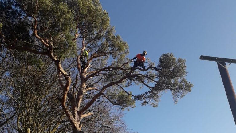 Moran Tree Services Ltd