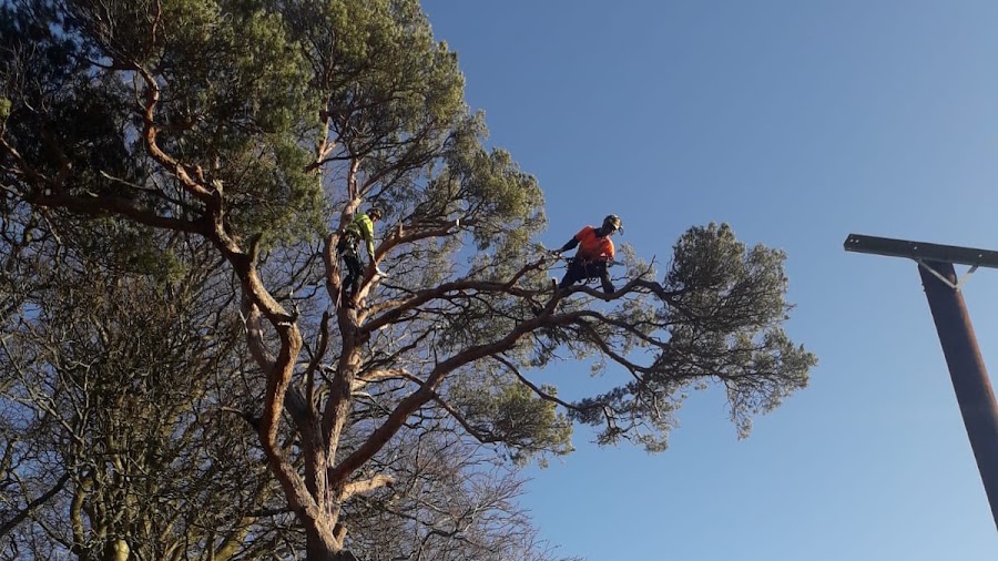 Moran Tree Services Ltd