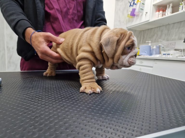 Newbridge Veterinary Clinic & Grooming Service