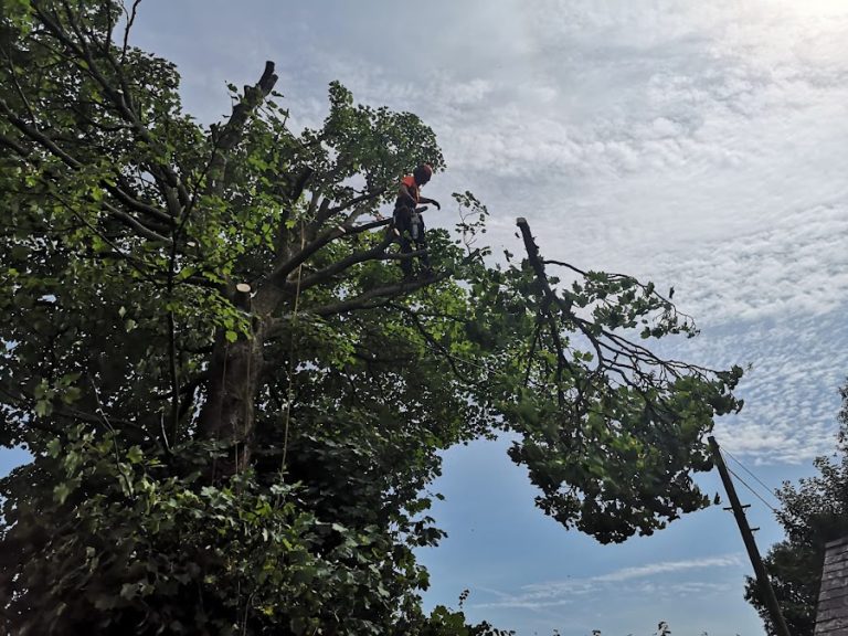 Oakwood Tree Care – Tree Surgeon, Waterford