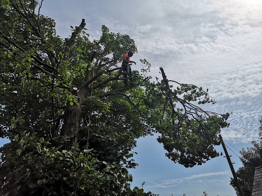 Oakwood Tree Care – Tree Surgeon, Waterford