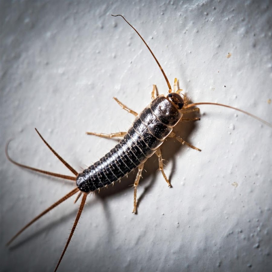 PDSE Pest Control Services