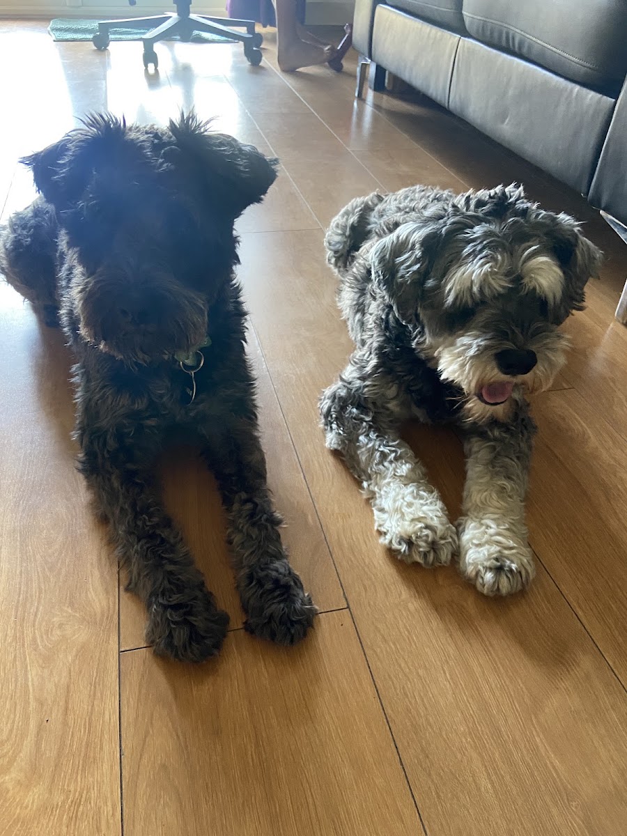Pampered Pets