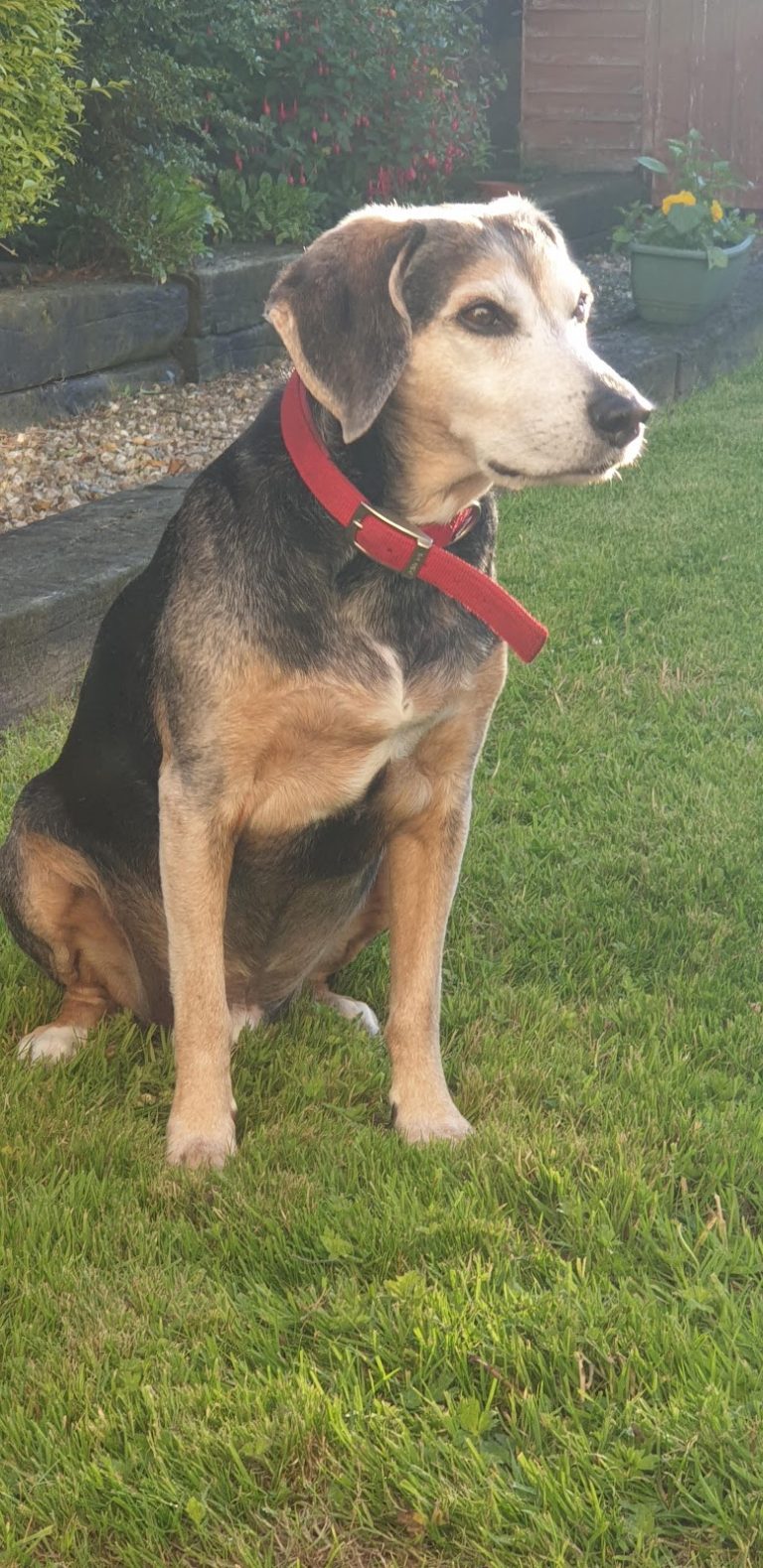 Paul Kelly Veterinary Surgery