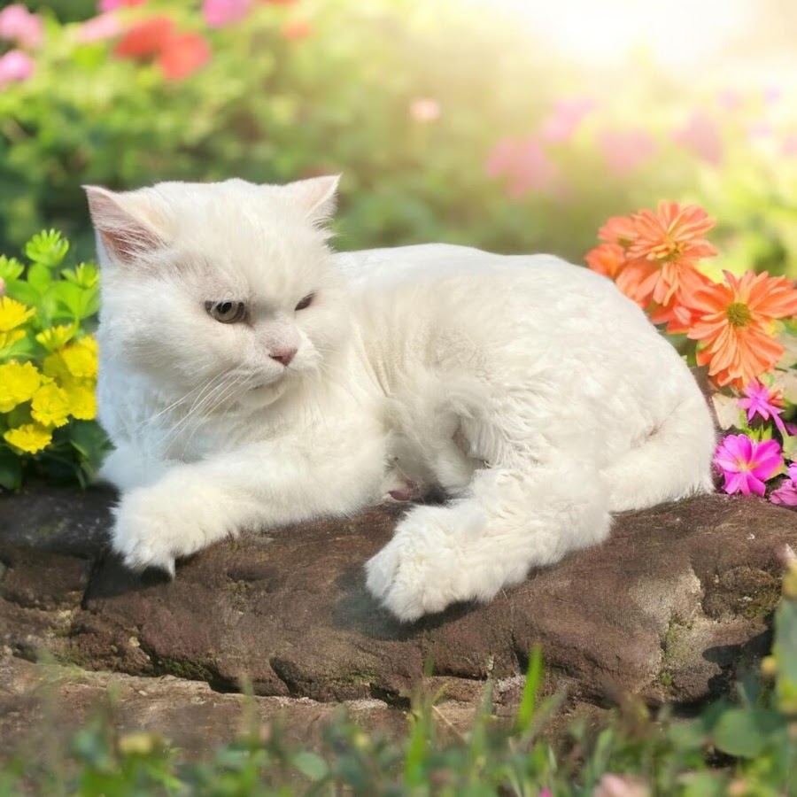 Purrfect Paws
