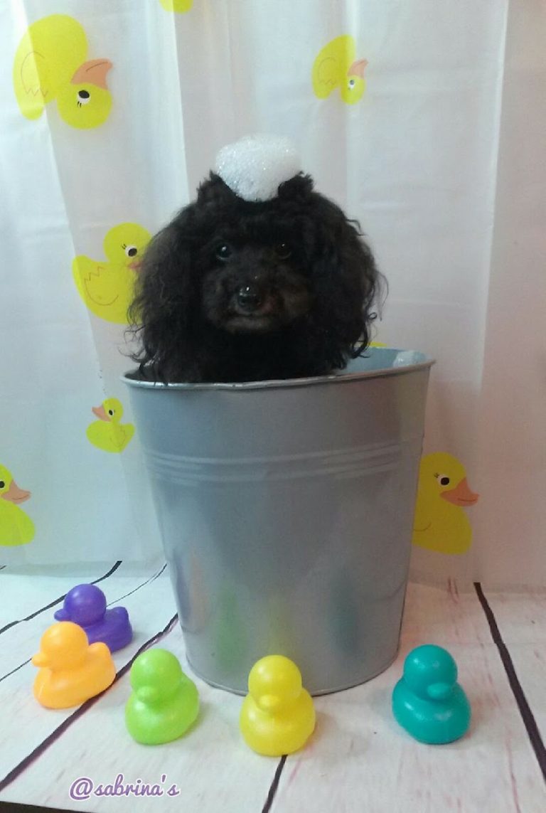 Sabrina’s Dog Grooming