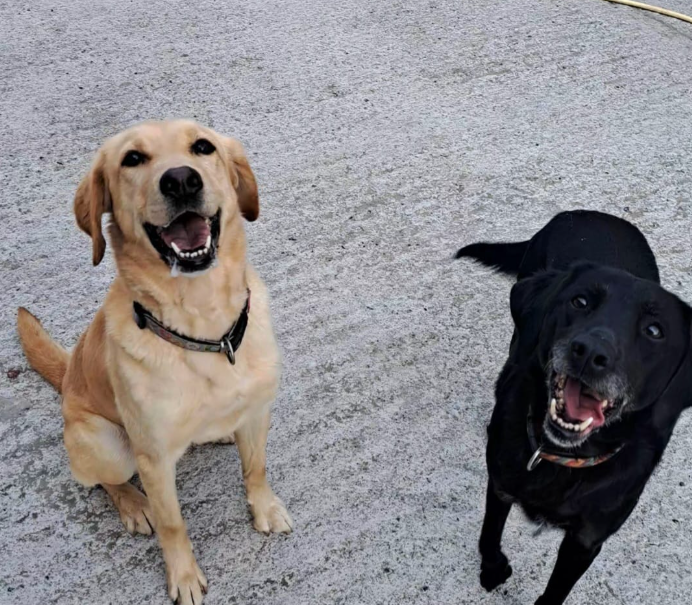 Small Paws Dog Grooming & Boarding Kennels