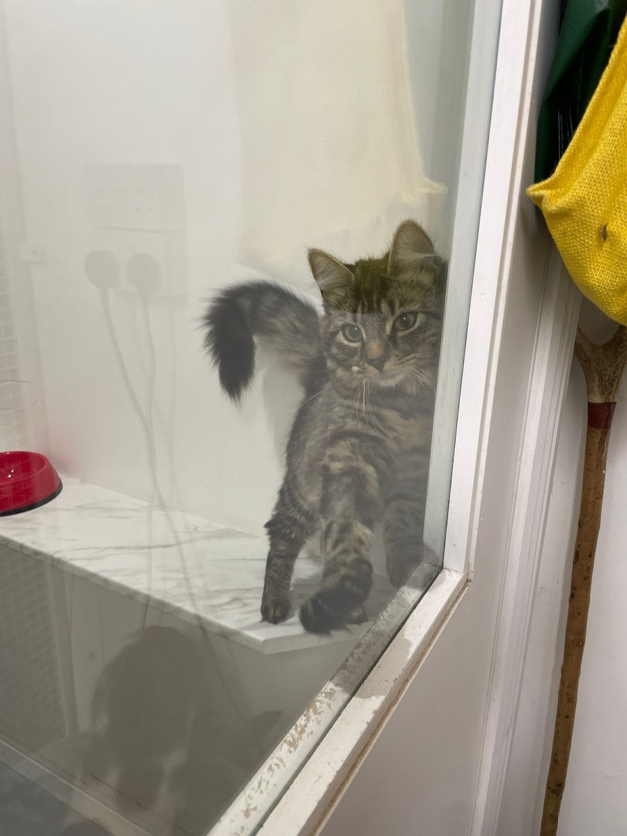 The Hillcrest Boarding Cattery