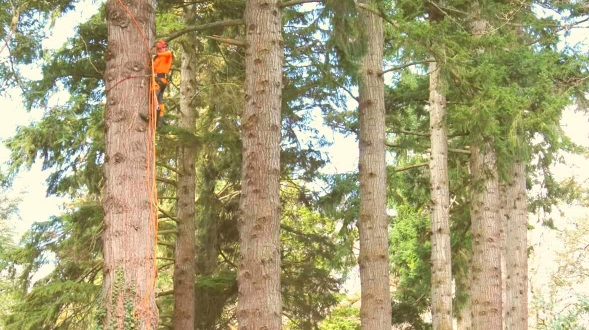 TreeworX