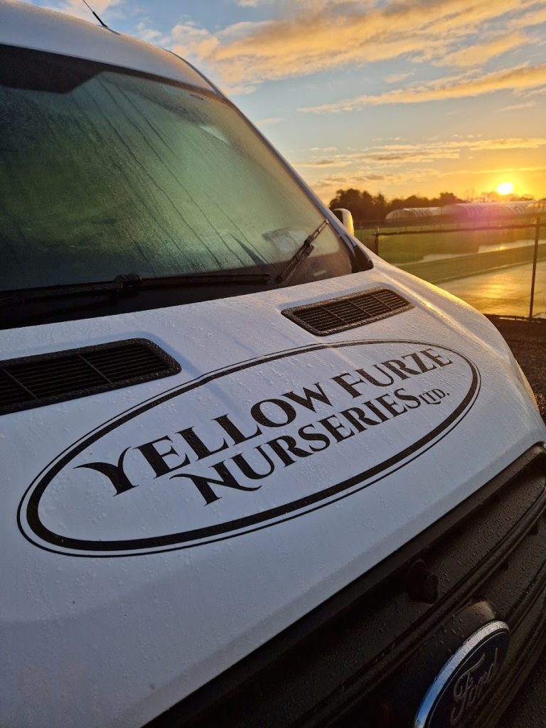 Yellow Furze Nurseries Ltd.