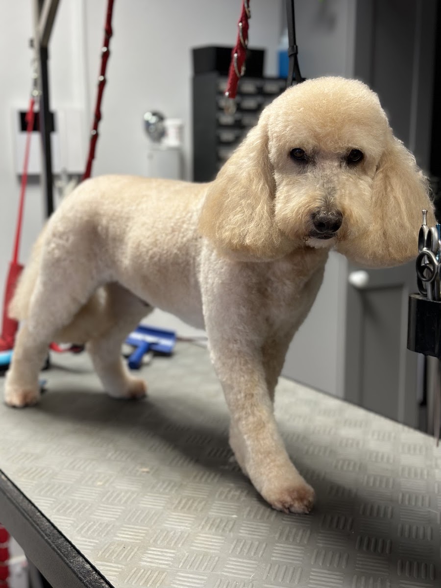A Dog’s World Grooming