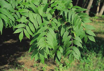 Fuinseog Tree Care
