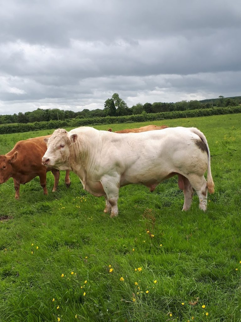 Gortatlea Mart