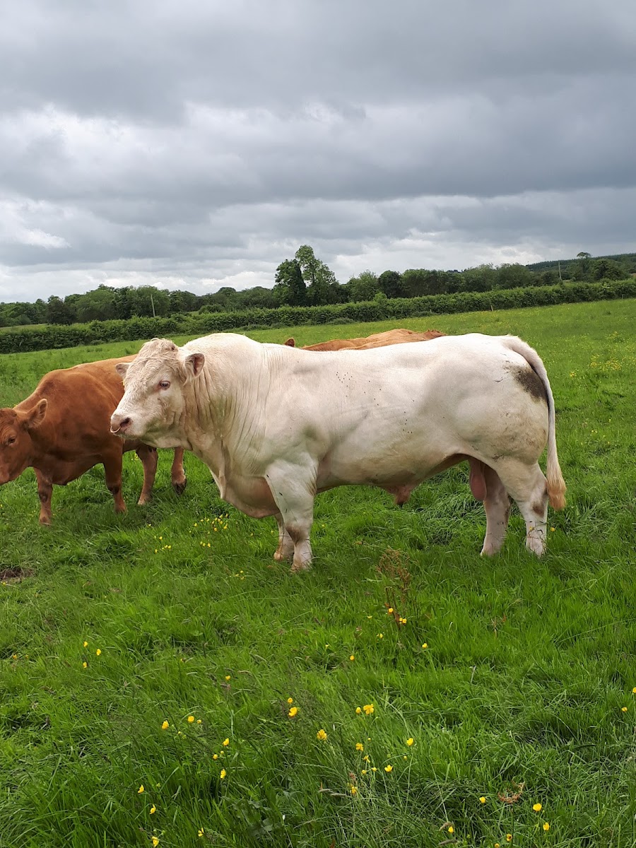 Gortatlea Mart