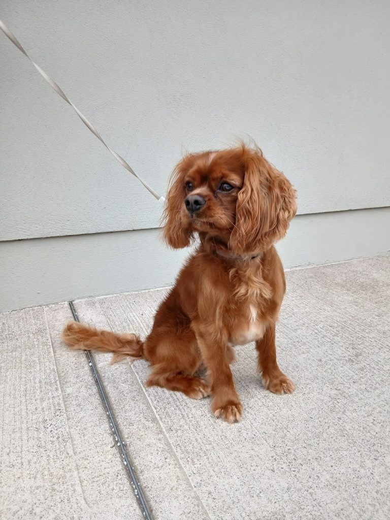 The Groom Yard: Dog Grooming