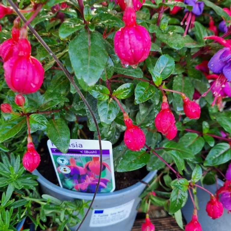 Abbeylara Garden Centre