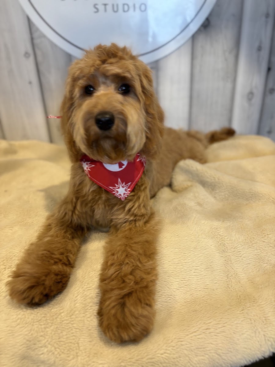 Coco Paws Dog Grooming Studio