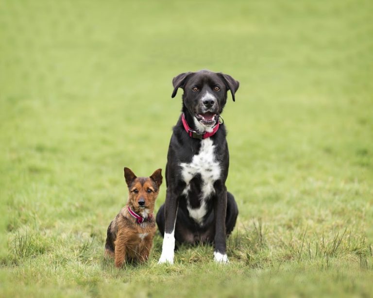 Doggie Styles Dog Grooming