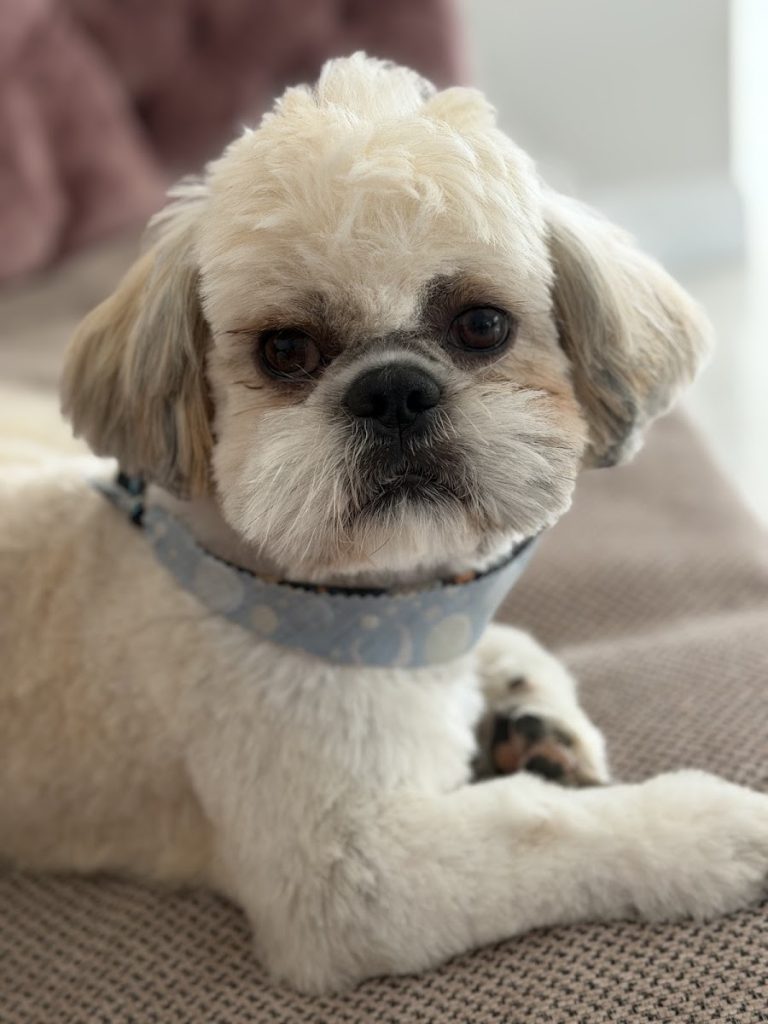FussyMutts Dog Grooming