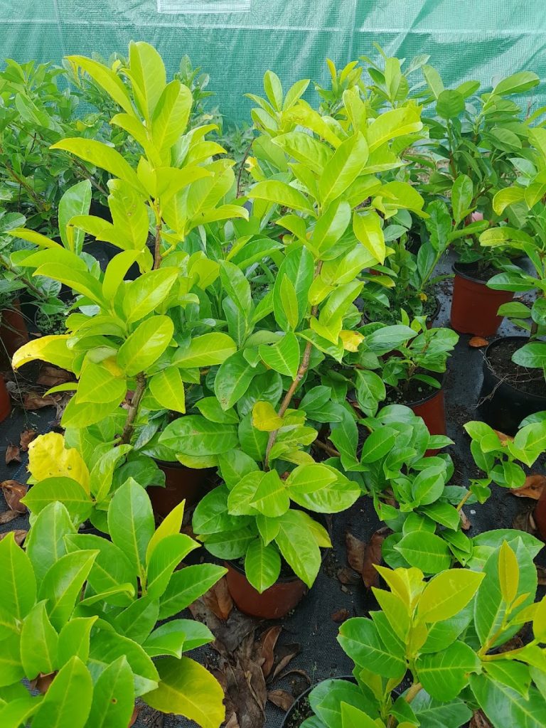 Horticultural Solutions (Padraig Morris)