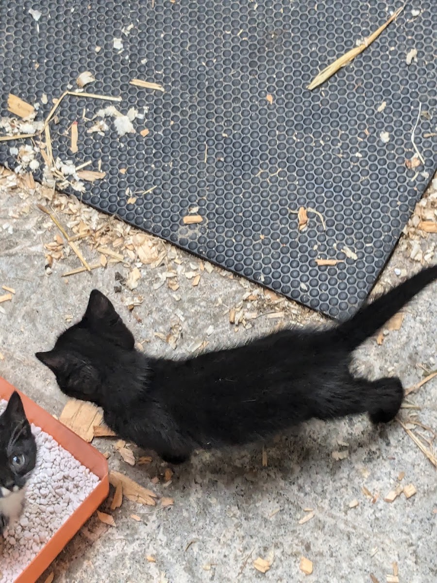 Hungry Horse outside