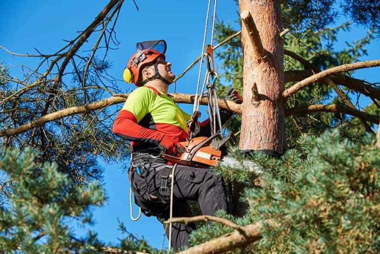 Kilmacoo Tree Surgery Wicklow