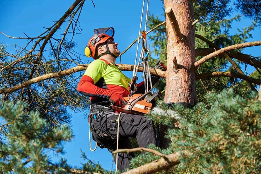 Kilmacoo Tree Surgery Wicklow