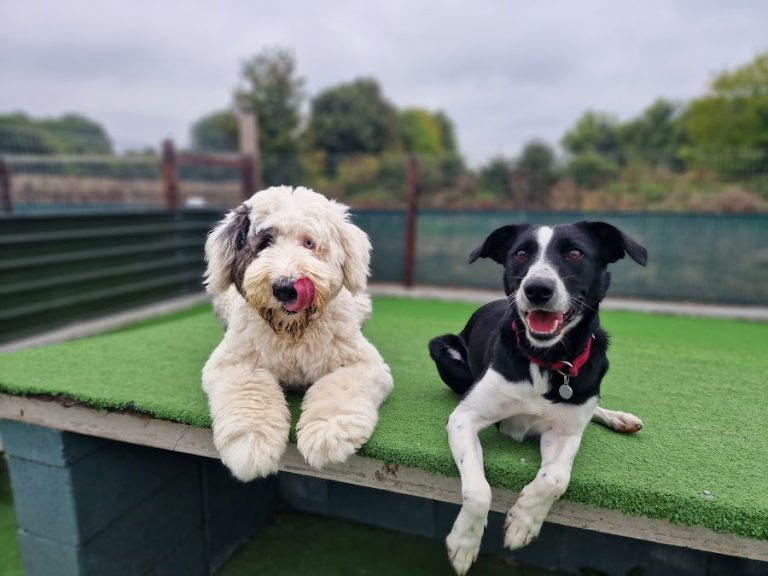 Little Lodgers Boutique Boarding & Doggy Daycare