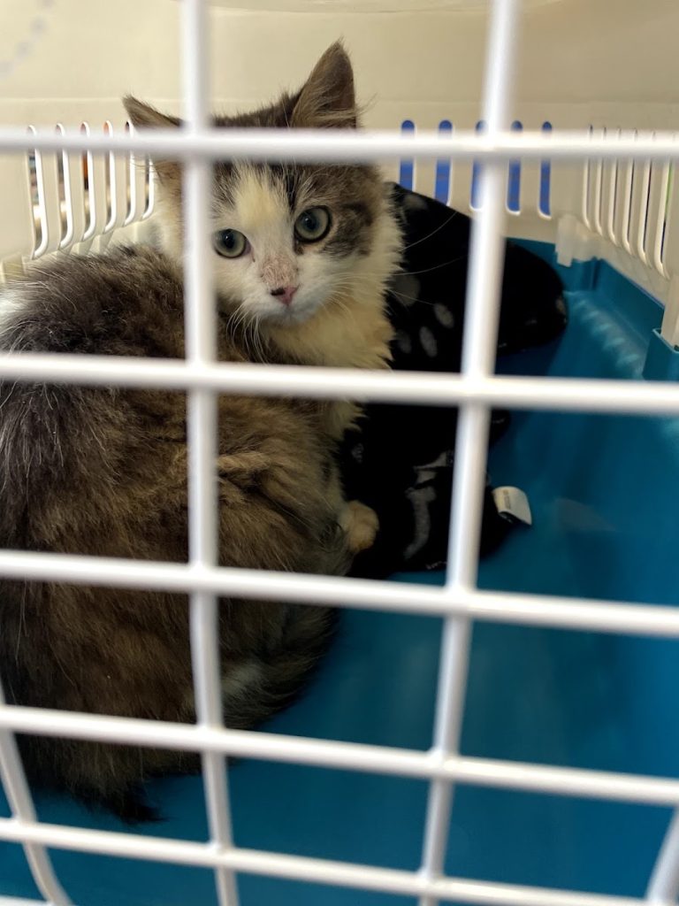 NSPCA Longford