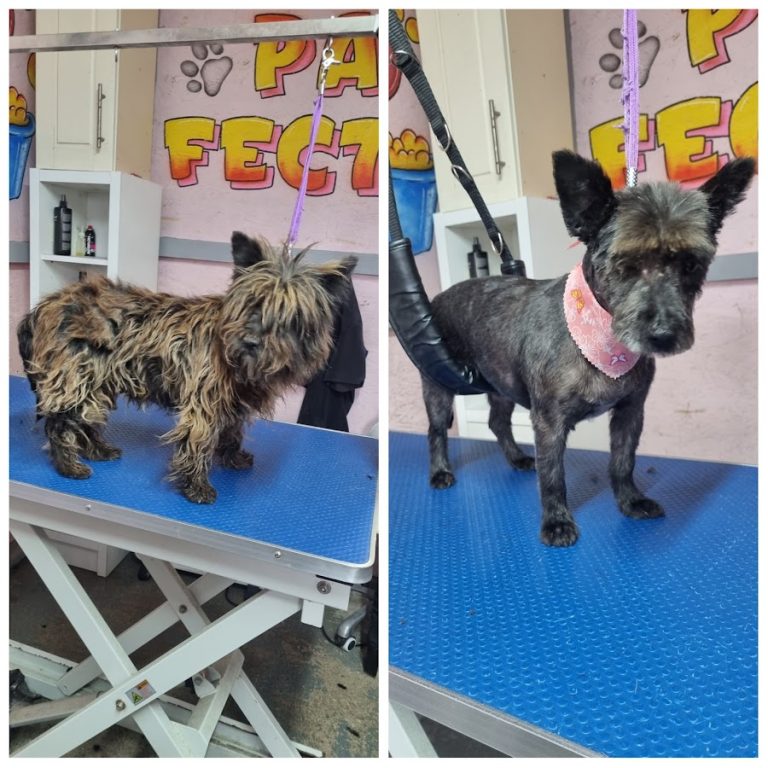 Paw-Fection Dog Grooming & Boarding