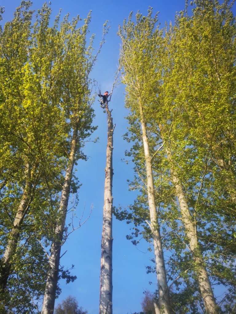 Reynolds Tree Services Ltd