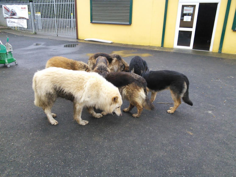 SM Lawnmowers Ltd