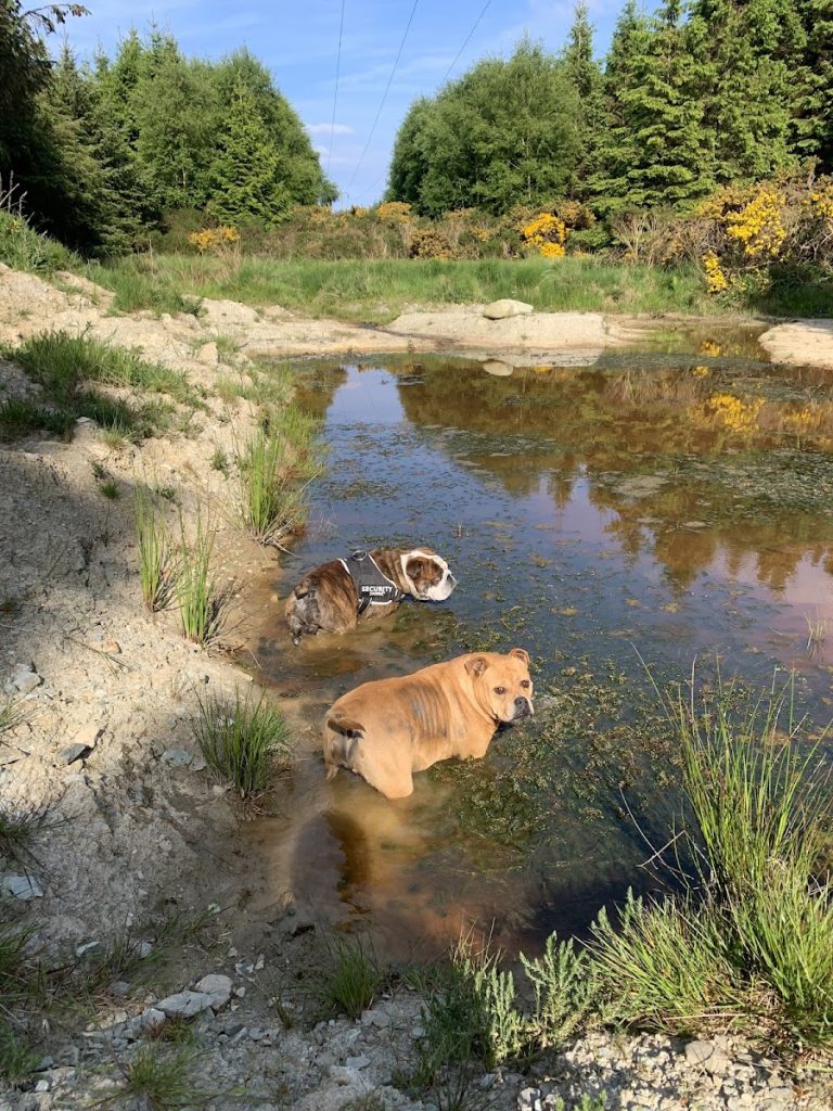 Wicklow Woof Dog Boarding